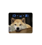 柴犬  ゆずのひと時（個別スタンプ：3）