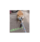 柴犬  ゆずのひと時（個別スタンプ：4）