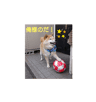 柴犬  ゆずのひと時（個別スタンプ：5）