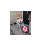柴犬  ゆずのひと時（個別スタンプ：6）