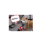 柴犬  ゆずのひと時（個別スタンプ：7）