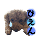 癒しの愛犬＊2（個別スタンプ：1）