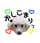 癒しの愛犬＊2（個別スタンプ：2）