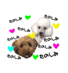 癒しの愛犬＊2（個別スタンプ：3）