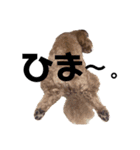 癒しの愛犬＊2（個別スタンプ：4）