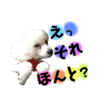 癒しの愛犬＊2（個別スタンプ：5）
