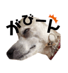癒しの愛犬＊2（個別スタンプ：6）