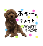 癒しの愛犬＊2（個別スタンプ：7）