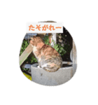 日常の猫にゃ（個別スタンプ：1）