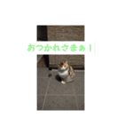 日常の猫にゃ（個別スタンプ：2）