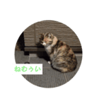 日常の猫にゃ（個別スタンプ：4）