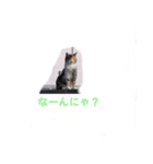 日常の猫にゃ（個別スタンプ：5）