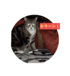 日常の猫にゃ（個別スタンプ：7）