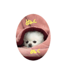 ポメラニアンのシフォン（個別スタンプ：5）