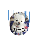 ポメラニアンのシフォン（個別スタンプ：7）