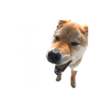 世界のかいぴー4！（個別スタンプ：17）