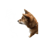 世界のかいぴー4！（個別スタンプ：25）