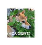 世界のかいぴー4！（個別スタンプ：29）