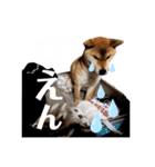 世界のかいぴー4！（個別スタンプ：31）
