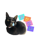 黒ねこ《リオ♡キロ》（個別スタンプ：11）