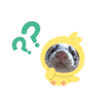 SASAKI  PET'S（個別スタンプ：2）