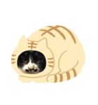 SASAKI  PET'S（個別スタンプ：3）
