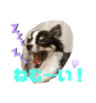 チワワのコミュニケーション②（個別スタンプ：3）