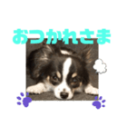 チワワのコミュニケーション②（個別スタンプ：20）