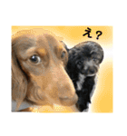 チワプーのココアちゃんと愉快な仲間たち（個別スタンプ：17）