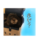 チワプーのココアちゃんと愉快な仲間たち（個別スタンプ：22）