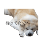 秋田犬、こはくの関西弁スタンプやで。（個別スタンプ：16）