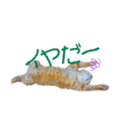 よしたけまいける（個別スタンプ：12）