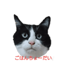 らい君の日常（個別スタンプ：1）