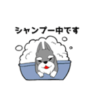 トリミングショップあるある（個別スタンプ：10）