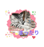 にゃんこまったり中（個別スタンプ：1）