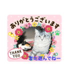にゃんこまったり中（個別スタンプ：4）