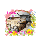 にゃんこまったり中（個別スタンプ：6）