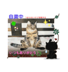 にゃんこまったり中（個別スタンプ：8）