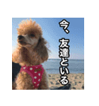 翔ちゃんなおちゃんの毎日スタンプ（個別スタンプ：6）