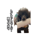 翔ちゃんなおちゃんの毎日スタンプ（個別スタンプ：30）