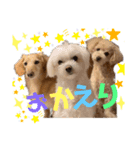 ラトレイジュ（個別スタンプ：1）