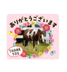 小柄なオジサンポニー「ナナ」のつぶやき②（個別スタンプ：7）