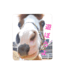 小柄なオジサンポニー「ナナ」のつぶやき②（個別スタンプ：18）