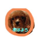 kokomame0416（個別スタンプ：4）