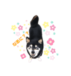 てんちゃん_shibainu（個別スタンプ：1）