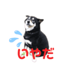 てんちゃん_shibainu（個別スタンプ：2）