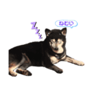 てんちゃん_shibainu（個別スタンプ：3）