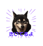 てんちゃん_shibainu（個別スタンプ：4）