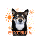 てんちゃん_shibainu（個別スタンプ：6）