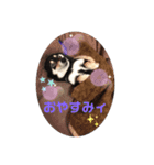 てんちゃん_shibainu（個別スタンプ：7）